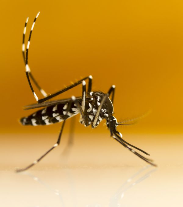 Aedes (Stegomyia) albopictus (moustique tigre)
